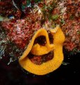Nudibranch Eggs